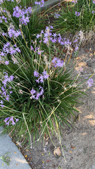 Tulbaghia violacea