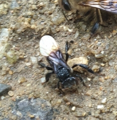 Tetragonilla collina