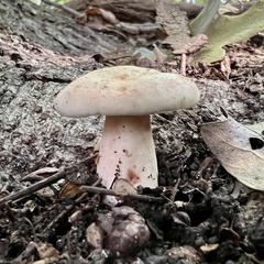Lactarius chrysorrheus