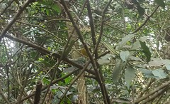 Basileuterus culicivorus