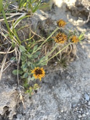 Erigeron aureus