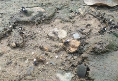 Tetragonilla collina