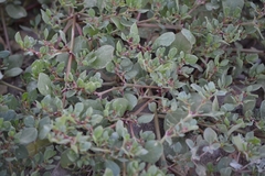 Trianthema portulacastrum