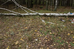 Anemonoides sylvestris