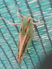 Locusta migratoria