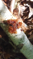 Phaeotremella