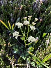 Ligusticum