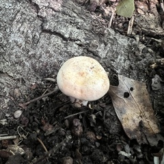 Lactarius chrysorrheus