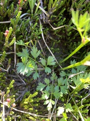 Ligusticum