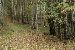 Anemonoides sylvestris