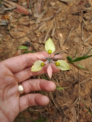 Moraea papilionacea