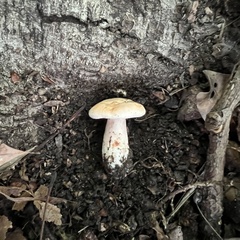 Lactarius chrysorrheus