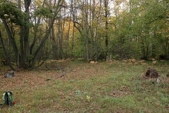 Anemonoides sylvestris