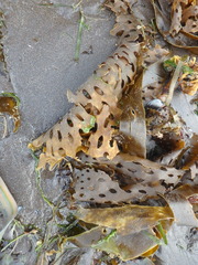 Thalassiophyllum clathrus