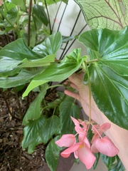 Begonia