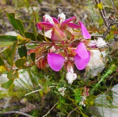 Polygala bracteolata