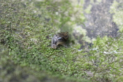 Succinea concordialis