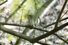 Muscicapa dauurica