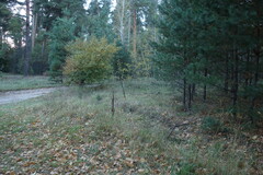 Anemonoides sylvestris