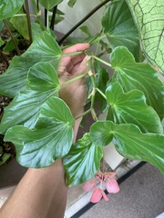 Begonia