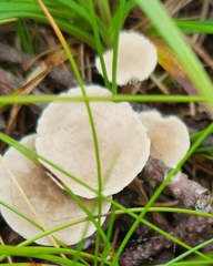 Cantharellula umbonata