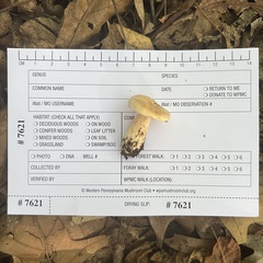 Lactarius chrysorrheus