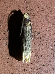 Eucosma ochroterminana