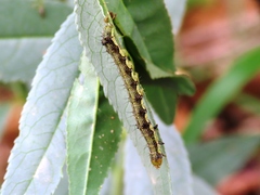 Helicoverpa armigera