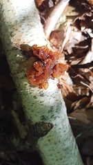 Phaeotremella