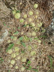 Sempervivum globiferum