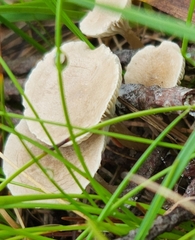 Cantharellula umbonata