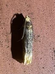 Eucosma ochroterminana