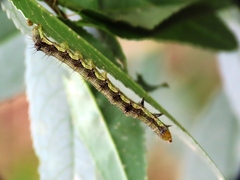 Helicoverpa armigera