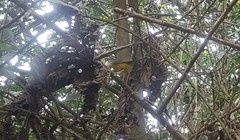 Basileuterus culicivorus