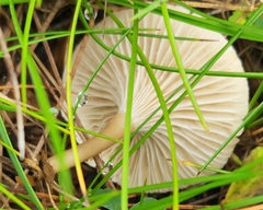 Cantharellula umbonata