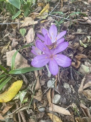 Colchicum autumnale
