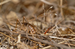 Ceuthophilus californianus