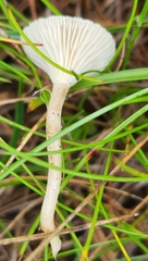 Cantharellula umbonata