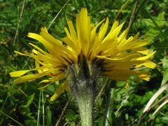 Hypochaeris uniflora