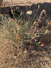 Adenophyllum cooperi