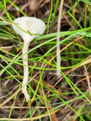 Cantharellula umbonata