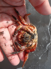 Telmessus cheiragonus