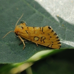 Chrysoecia dela
