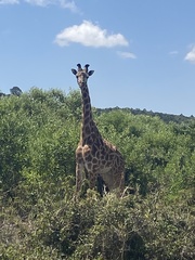 Giraffa camelopardalis tippelskirchi