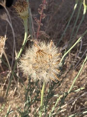 Adenophyllum cooperi