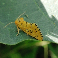Chrysoecia dela