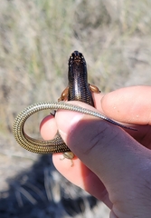 Plestiodon obsoletus