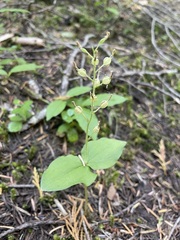 Neottia banksiana