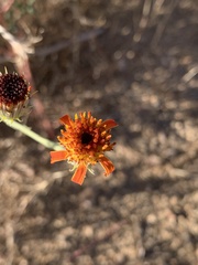 Adenophyllum cooperi