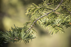 Abies concolor
